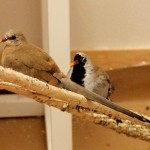 Cape Doves (female on the left, male on the right)