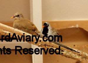 Cape Doves (female on the left, male on the right)