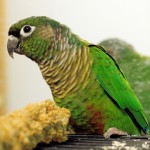 Green-cheeked Conure