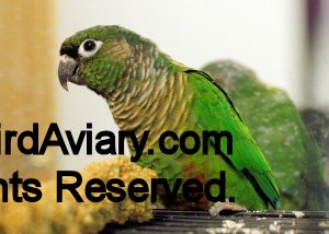 Green-cheeked Conure