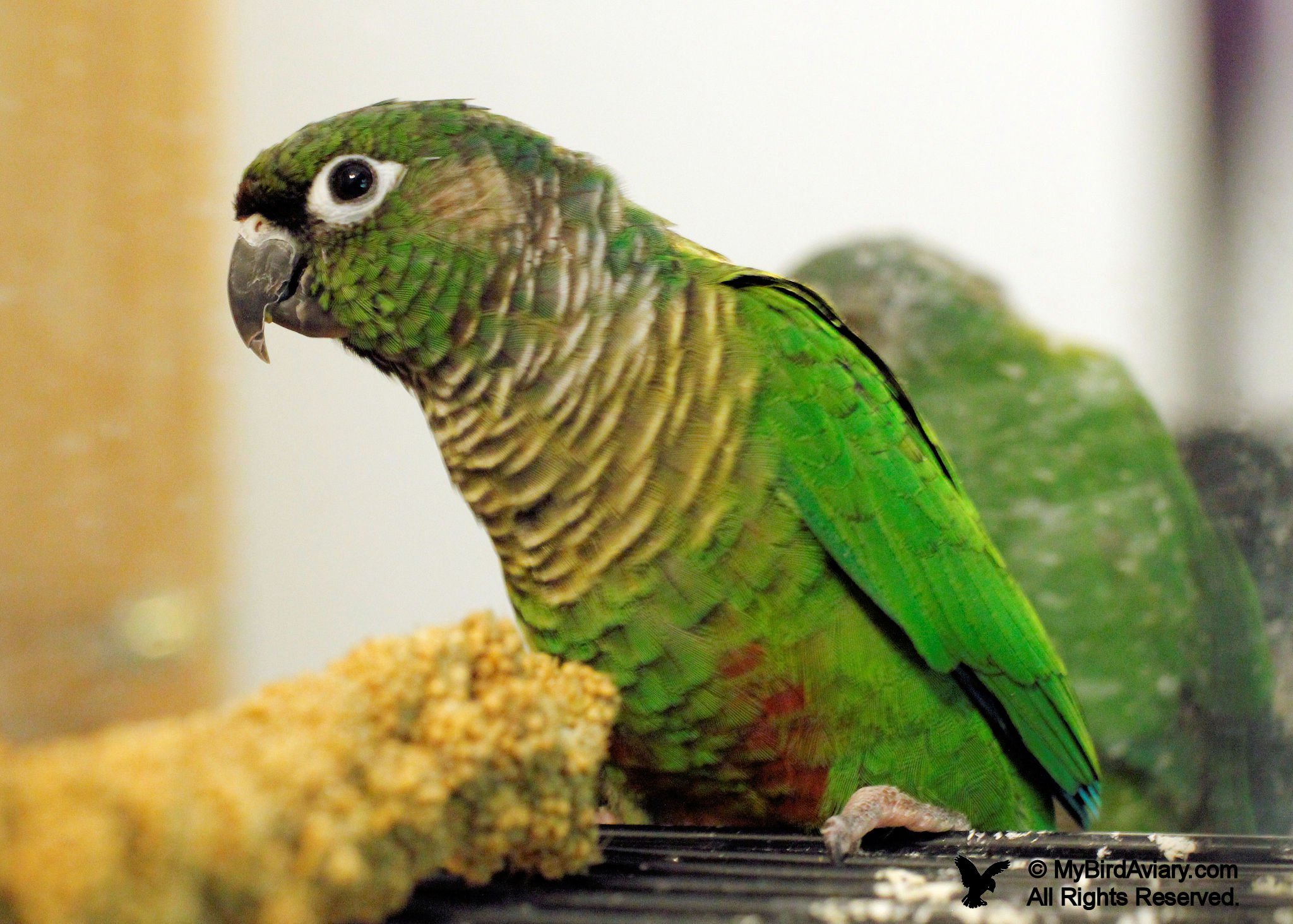 Green-cheeked Conure