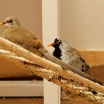 Cape Doves (female on the left, male on the right)