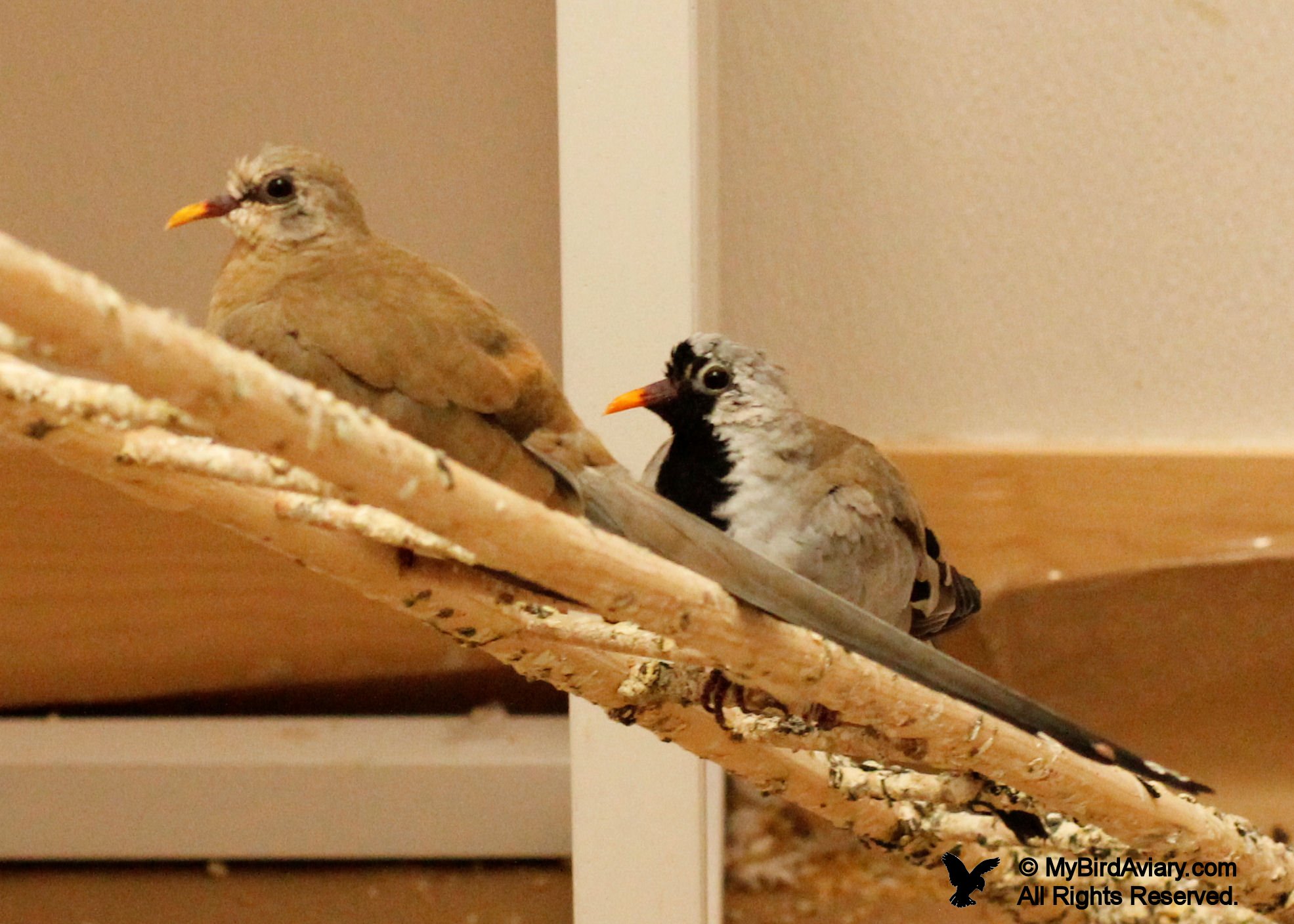 Cape Doves (female on the left, male on the right)