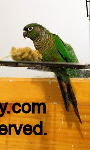 Green-cheeked Conure