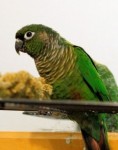 Green-cheeked Conure