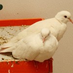 Pair of White Ringneck Doves