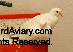 Pair of White Ringneck Doves