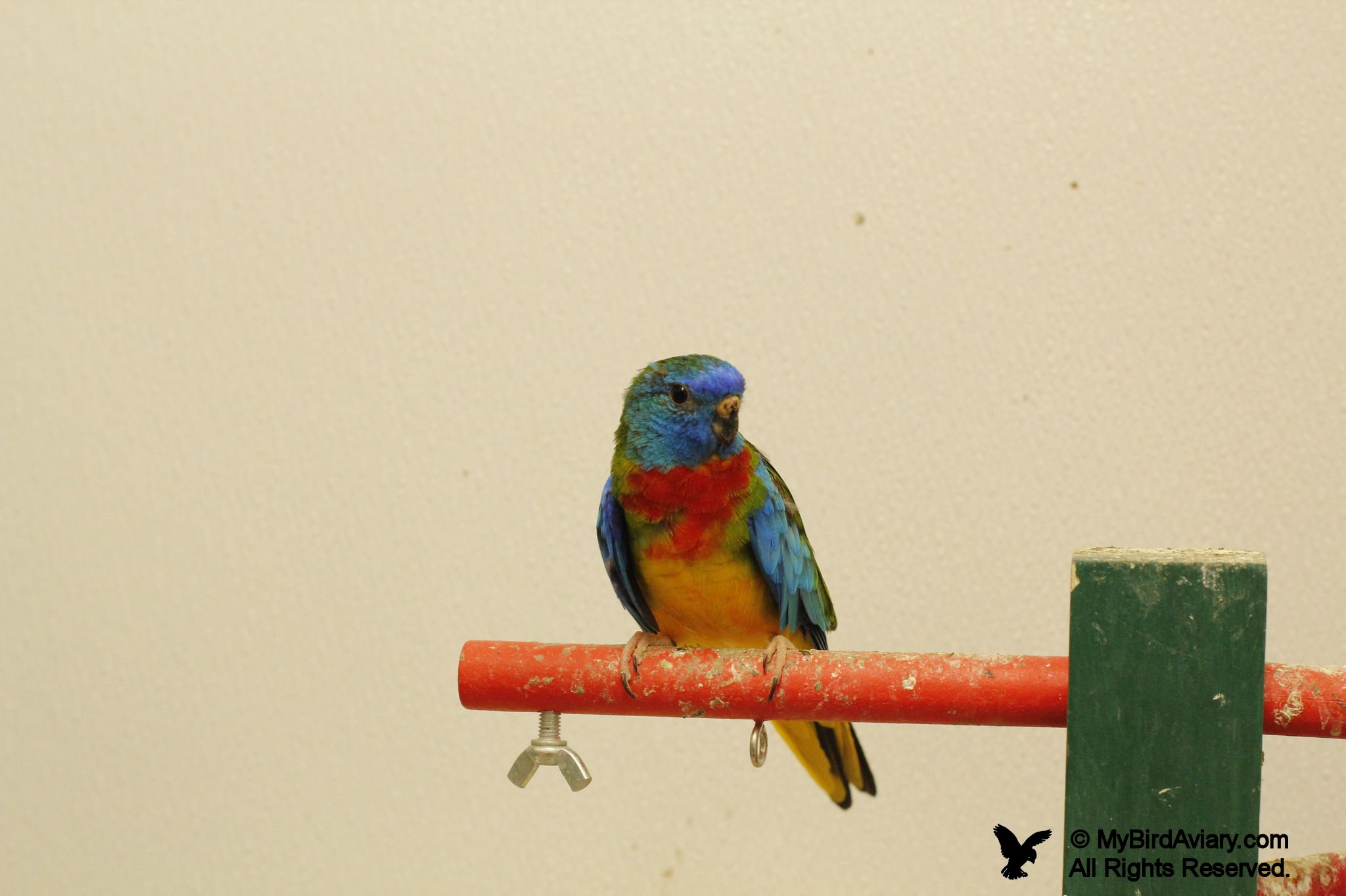 Splendid Parakeet (Scarlet-Chested Parakeet)