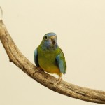 Female Splendid Parakeet