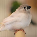 CFW Zebra Finch Fledgling