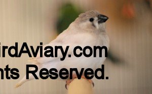 CFW Zebra Finch Fledgling