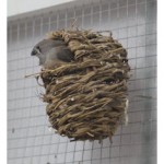 Baby Zebra Finch in nest