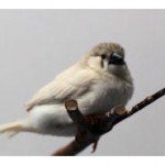 Baby CFW Zebra Finch