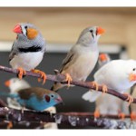 Mainly Zebra Finches with a Red-Cheeked Cordon Blue