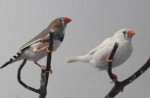 Zebra Finch Normal Male and CFW Female