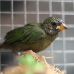 Fledgeling Redheaded Parrot Finch