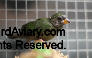 Fledgeling Redheaded Parrot Finch