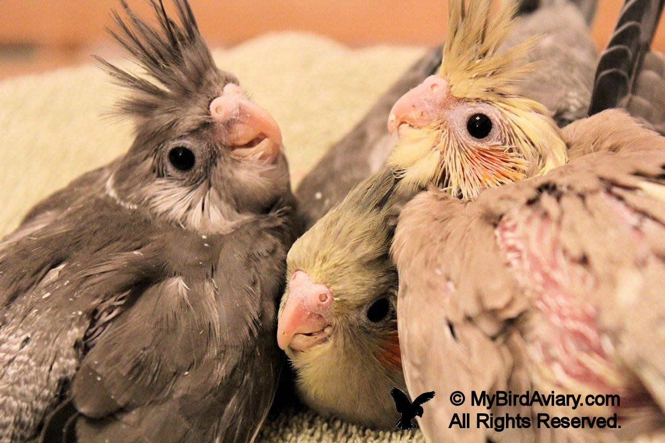 Baby cockatiels